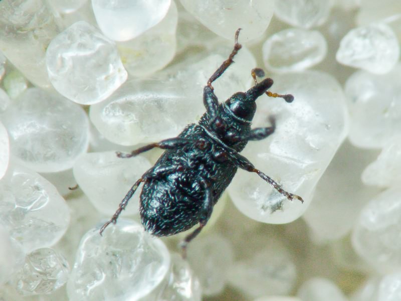 Gymnetron melanarium Germar, 1821